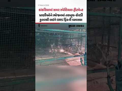 Kankariaમાં સમર સ્પેશિયલ ટ્રીટમેન્ટ! પ્રાણીઓને ભોજનમાં તરબૂચ-શેરડી, કુલરથી લઇને ORS ડ્રિંકની વ્યવસ્થા