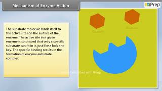 Mechanism of Enzyme Action | Biomolecules | Chemistry | Class 12th | iPrep