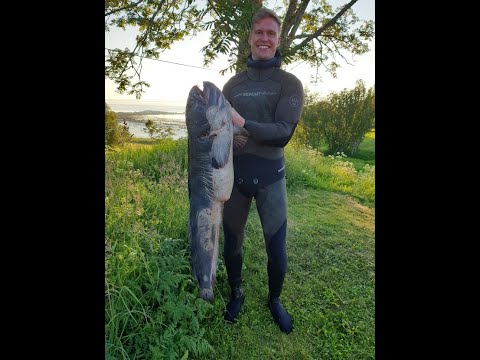 Saltstraumen summer 2021