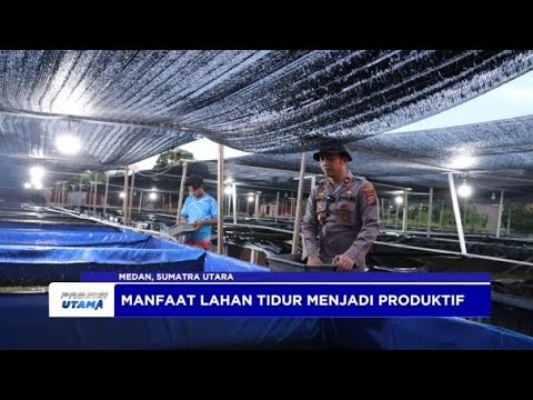DUKUNG PROGRAM KETAHANAN PANGAN, POLSEK MEDAN BARU TERNAK LELE