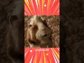 G Force Movie Scenes Tamil Invisible Joker Tamil Comedy Scene Invisible Joker