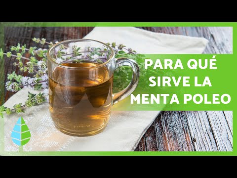 Benefits of Pennyroyal (Properties, What it's used for, and Contraindications)