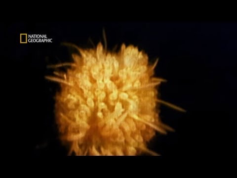 Te tajemnicze stworzenia nie potrzebują energii słonecznej do życia! [Sprawa dla explorera]