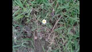 preview picture of video 'Rosas,Flores,Orquídeas, y Similares de Carrizales'