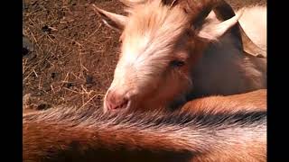 Hilarous Goat Buck in Rut WATCH WITH THE SOUND ON!