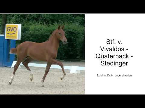 Stf v Vivaldos x Quaterback x Stedinger 2020