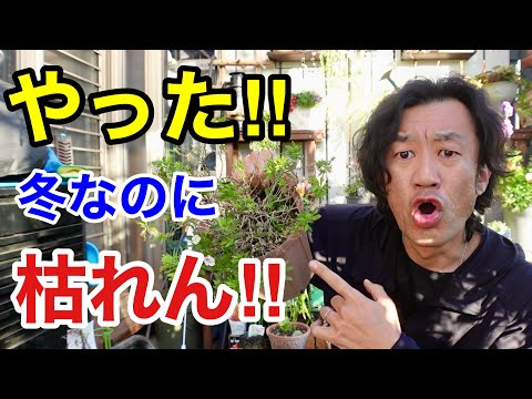 園芸 ハイブリッドカリブラコア