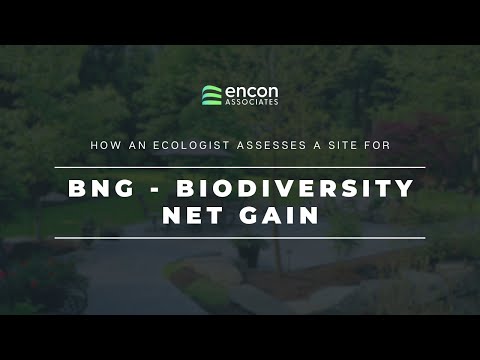 How an Ecologist Assesses a Site for BNG (Biodiversity Net Gain)