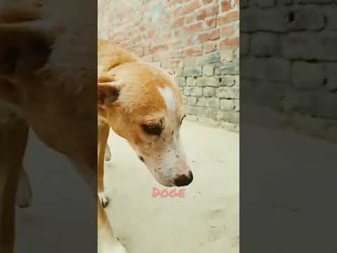 cute  doge lion king dog  hariom  mishra 900