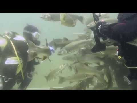 Grübel See im Sommer, Grüblsee,Österreich