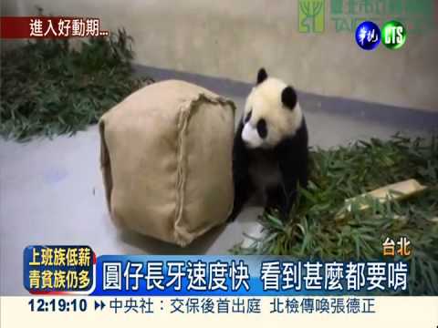 圓仔活力旺愛亂咬 圓圓管不動!