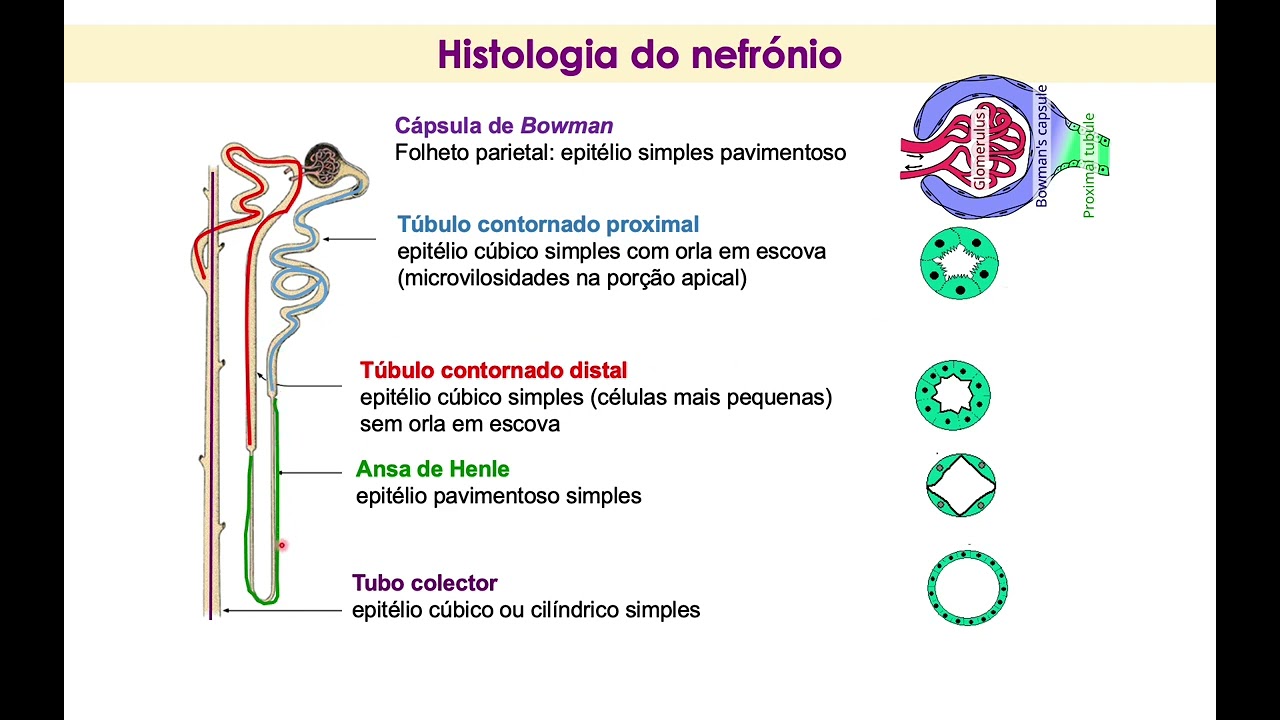 AULA prático Laboratorial de Histologia -  Bexiga, Rim e Fígado HEH 2024 com narração