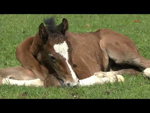 Niedlicher Nachwuchs in Schülp bei Nortorf