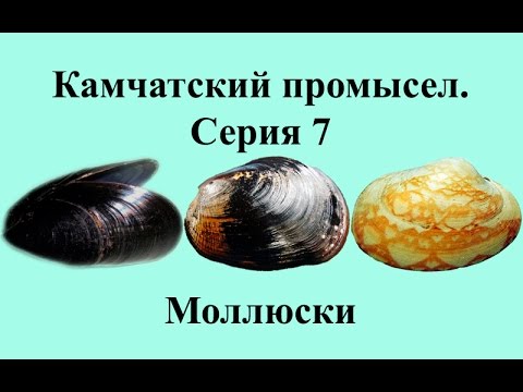 Русская Рыбалка 3.99 Камчатский промысел 7 - Моллюски
