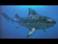 Paleo Log Hybodus