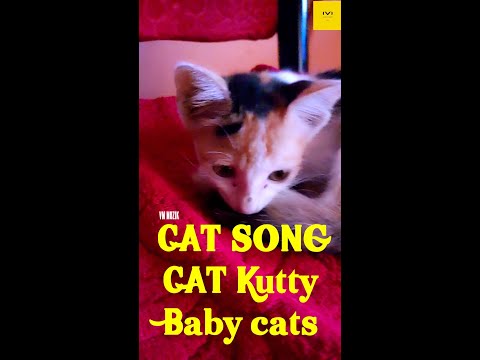 Cat Song I Cat VideoSong i cat song meowI Cat song tamil I the catsong I VM Muzik I funny Cat video