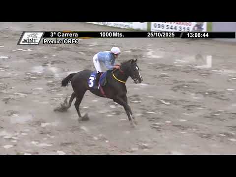 SINT COLONIA 251025 c03 - INSIGNIA (PRY)