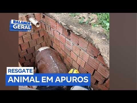 Cavalo é resgatado de fossa séptica em Luziânia (GO)