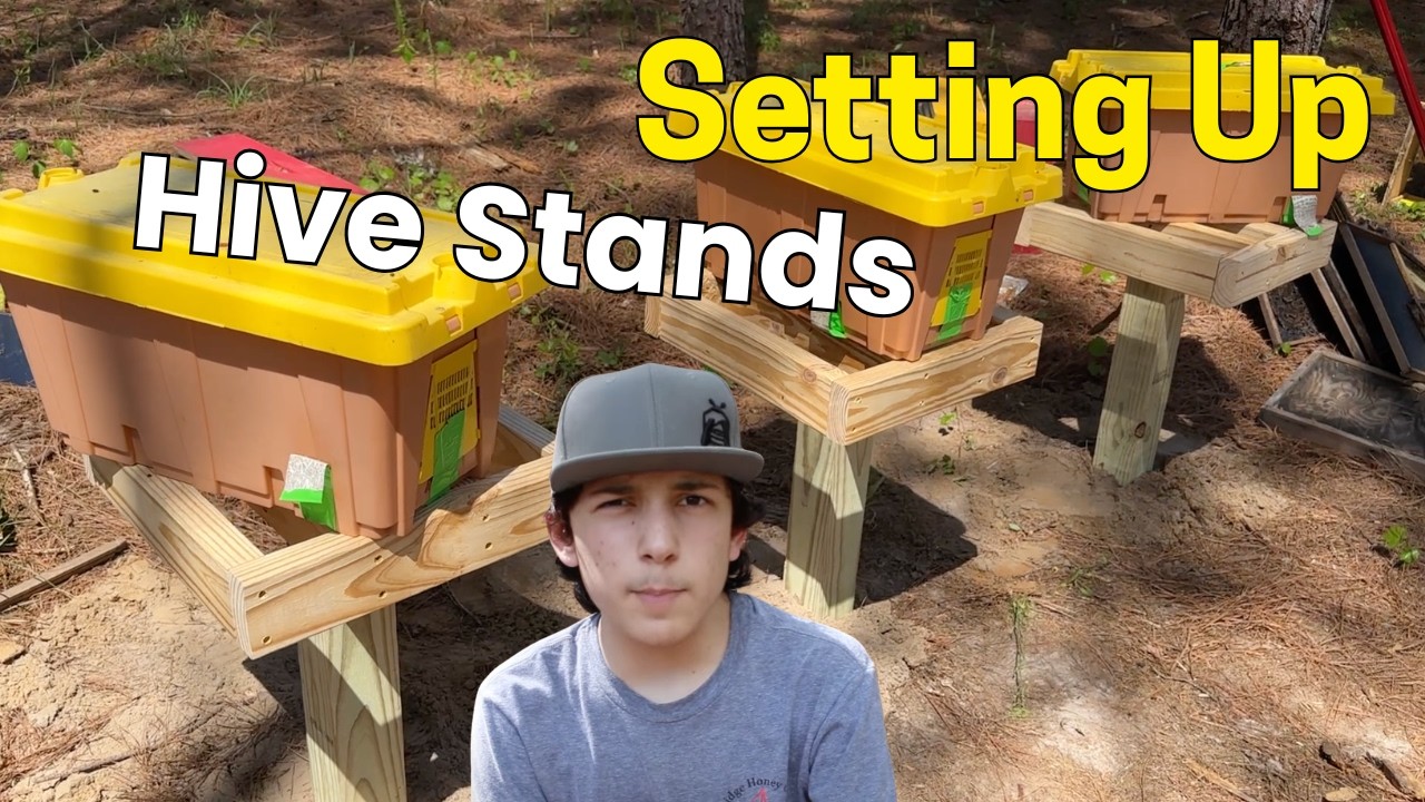 Setting Up Hive Stands (Beekeeping)