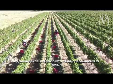 BARRAS DE MAHOMA - Viñedos & Vinos finos Uruguay