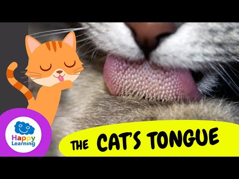 THE SECRET OF THE CAT'S TONGUE | Happy Learning 🐱👅🤫