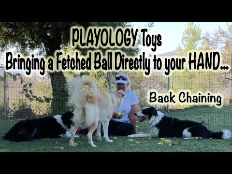 Bringing a Fetched Ball to your hand: Playology toys - Dog Training