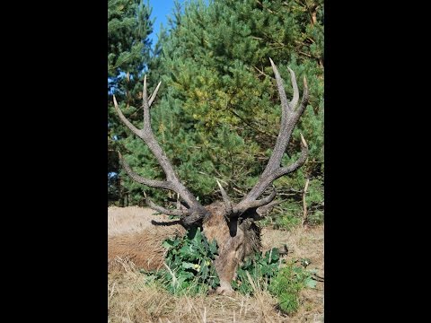 Hirsch beim Angehen erlegt - 2. Teil