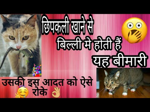 Cat  eats Lizard & This happened 😰😰{ ENG SUB } How to stop your cat from eating Lizard 👍#Cookie
