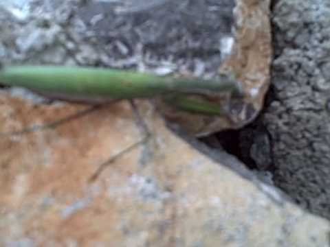 Mantis Praying to Mecca