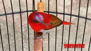 Download lagu Suara pikat semua Kolibri paling jitu  auto dapat banyak anti zonk 💯 mp3