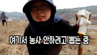 20대 귀농하고 심은 구기자 뽑을 수 밖에.. -참동 ep4