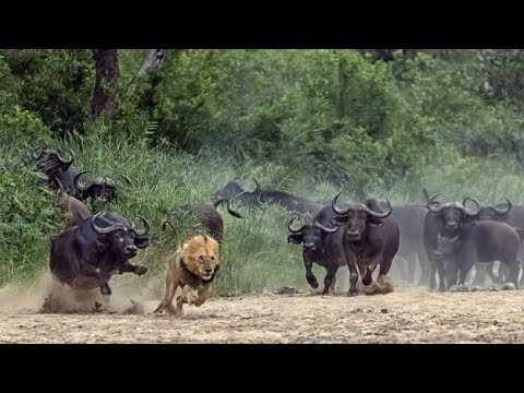 Presa, Contra Depredadores | La Supervivencia En El Serengueti.