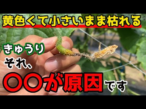 ズッキーニに牛乳は良いのでしょうか？うどんこ病も治りますか？  庭園