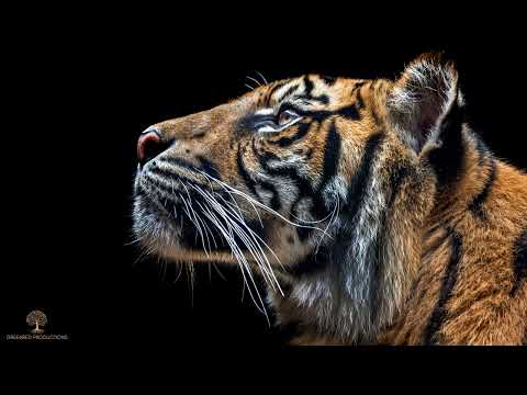 Deep ADHD Relief Music for Studying and Focus