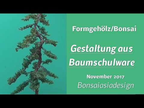 Erst Gestaltung Bonsai / Formschnitt aus Baumschulware