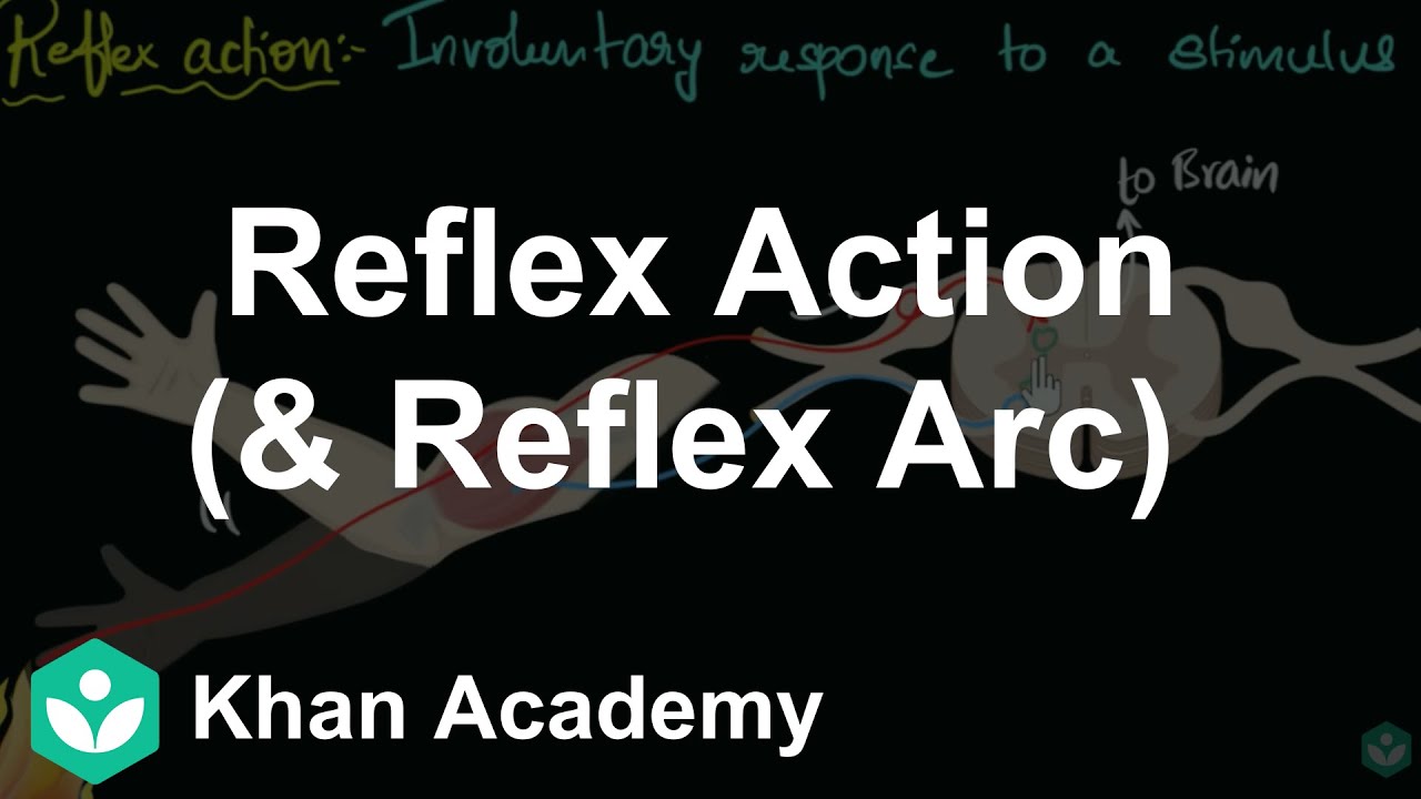 Reflex action (& reflex arc) | Control & Coordination | Biology | Khan Academy