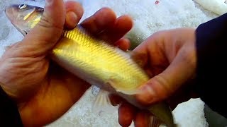 Ловля корюшки зимой в архангельске