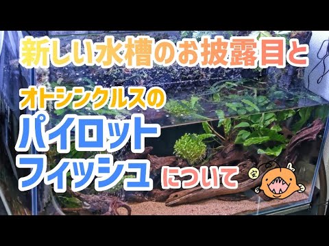 パイロットフィッシュ - 定義