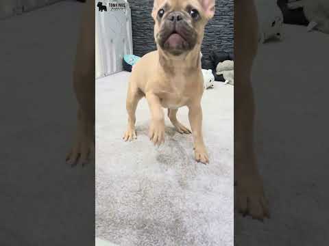 Video 2