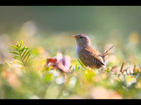 download lagu mp3 mp4 Nature Instrumental Music Download, download lagu Nature Instrumental Music Download gratis, unduh video klip Nature Instrumental Music Download