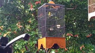 Download lagu Pleci isian kenari mp3 Download lagu Pleci isian kenari mp3