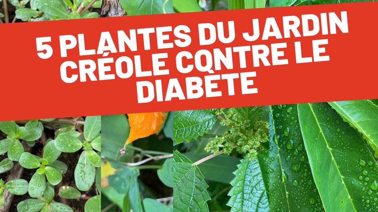 5 PLANTES MÉDICINALES DU JARDIN CRÉOLE CONTRE LE DIABÈTE
