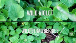 How to Kill Wild Violet and Wild Strawberries in a Lawn - Extremely Difficult Weeds to Control