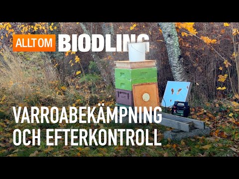 Varroabekämpning och efterkontroll | Bihälsa Biodling