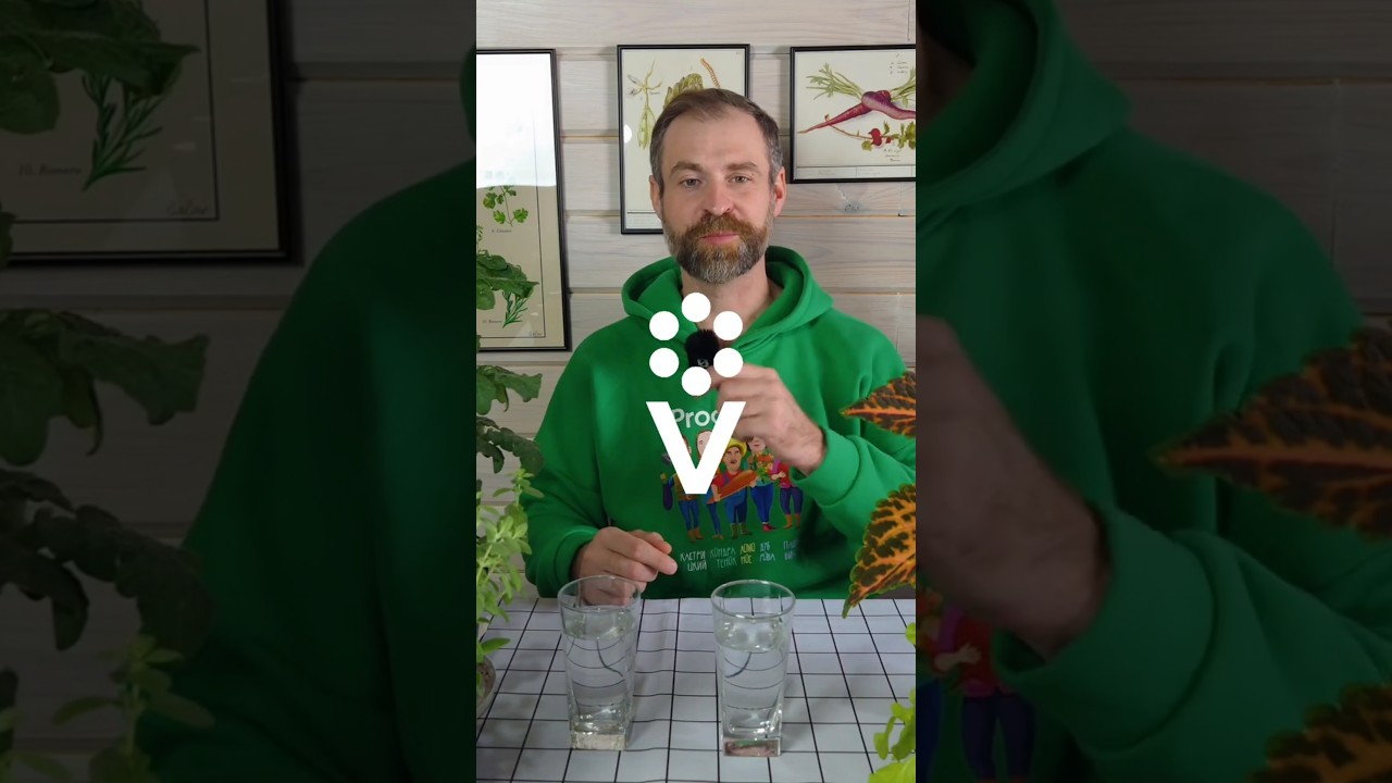 Семена взойдут щёткой! Три способа ускорить прорастание и улучшить всхожесть