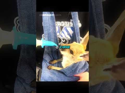 Se separó de su madre canguro, pero sucedió... 🥺 #shorts