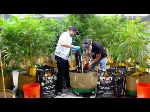 How to Start a Living Soil Pot | Step by Step