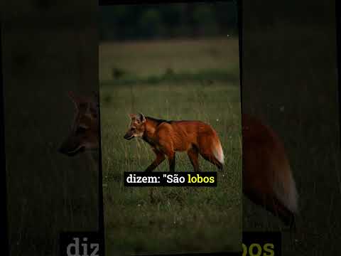 Mato Grosso do Sul tem seus próprios lobisomens