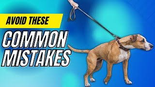 7 Reasons Why Dogs PULL ON LEASH & How to Fix Them