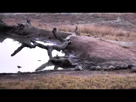 Djuma: Female Duiker in for sunrise sips - 06:27 - 06/14/18